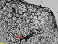 microscop inversat